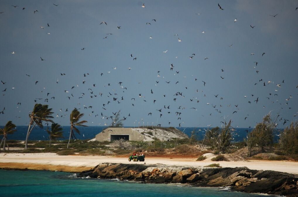 Na atolu królują ptaki. W tle jeden z bunkrów postawionych przez wojsko a na pierwszym planie grupa ochotników, którzy przez sześć miesięcy w roku walczą z inwazją zabójczych dla ptaków termitów i mrówek