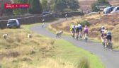 Owca na trasie 4. etapu Tour of Britain 