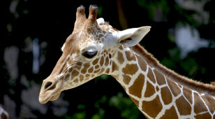 Two thousand dollars for the possibility of killing a giraffe. "They die in silence"